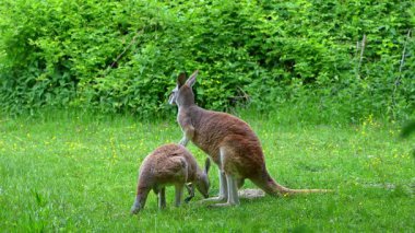 Kırmızı kanguru, Macropus Rufus tüm kanguruların en büyüğü, Avustralya 'ya özgü en büyük karasal memeli ve mevcut en büyük keseli hayvandır..