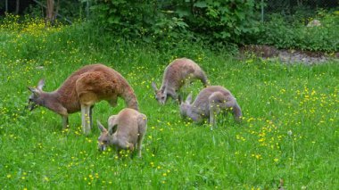Kırmızı kanguru, Macropus Rufus tüm kanguruların en büyüğü, Avustralya 'ya özgü en büyük karasal memeli ve mevcut en büyük keseli hayvandır..