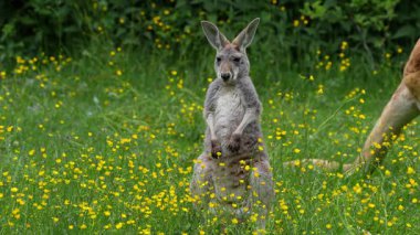 Kırmızı kanguru, Macropus Rufus tüm kanguruların en büyüğü, Avustralya 'ya özgü en büyük karasal memeli ve mevcut en büyük keseli hayvandır..