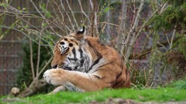 Sibirya kaplanı, Panthera tigris altaica dünyanın en büyük kedisidir.