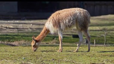 Vicunas, Vicugna Vicugna, And Dağları 'nın yüksek dağlık bölgelerinde yaşayan lama' nın akrabaları.