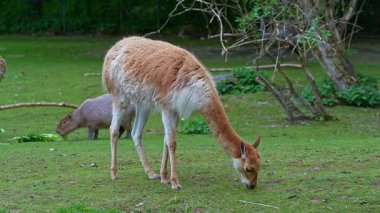 Vicunas, Vicugna Vicugna, And Dağları 'nın yüksek dağlık bölgelerinde yaşayan lama' nın akrabaları.