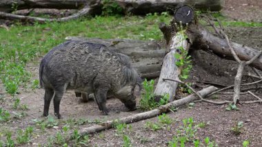 Visayan siğil domuzu Sus cebifrons, Sus cinsinde soyu tükenmekte olan bir domuz türüdür. Filipinler 'in orta kesimindeki Visayan Adaları' na endemiktir..