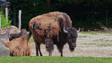 Bizon ya da bizon, bir zamanlar Kuzey Amerika 'da geniş sürüler halinde yaşayan bir bizon türüdür..