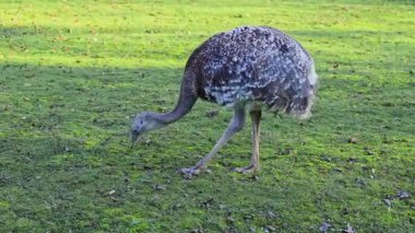 Darwin 'in Rhea' sı, Rhea pennata, daha az Rhea olarak da bilinir..