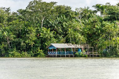 Brezilya 'nın kuzeyinde yer alan Belem do Para' daki Guama Nehri 'nde tekne turu. Amazon ormanlarının oradaki doğal yeşil alan..