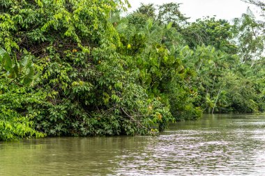 Brezilya 'nın kuzeyinde yer alan Belem do Para' daki Guama Nehri 'nde tekne turu. Amazon ormanlarının oradaki doğal yeşil alan..