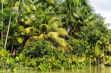 Brezilya 'nın kuzeyinde yer alan Belem do Para' daki Guama Nehri 'nde tekne turu. Amazon ormanlarının oradaki doğal yeşil alan..