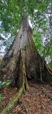Brezilya 'nın kuzey bölgesinde yer alan Belem do Para' da Guama Nehri 'nde bir nehir teknesinde görülen büyük bir ağaç. Amazon ormanlarının oradaki doğal yeşil alan..