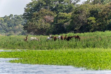 Alter do Chao, Santarem Bölgesi, Para State, Brezilya 'daki Jari Kanalı' na bir gezi. Amazon ve Tapajos Nehri 'ndeki Jari Kanalı' nın sel basmış bölgelerinin doğal manzarası.