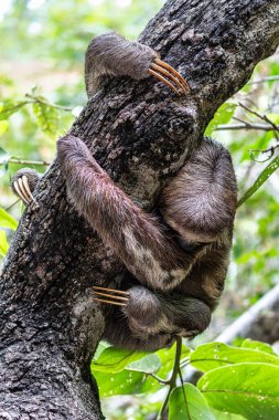 Kahverengi boğazlı tembel hayvan - Alter do Chao, Santarem, Para State, Brezilya 'daki Jari Kanalı' ndaki tembel hayvan yolunda Bradypus varegatus.