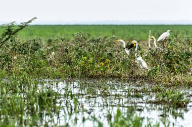 Büyük Akbalıkçıl, Ardea Alter do Chao 'daki Jari Kanalı' nda, Santarem Bölgesi, Para State, Brezilya. Amazon ve Tapajos Nehri 'ndeki Jari Kanalı' nın sel basmış bölgelerinin doğal manzarası.