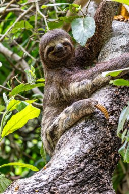 Kahverengi boğazlı tembel hayvan - Alter do Chao, Santarem, Para State, Brezilya 'daki Jari Kanalı' ndaki tembel hayvan yolunda Bradypus varegatus.