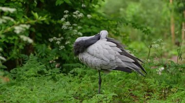 Demokiselle Crane ve Anthropoides başak kuşları gün boyunca açık yeşil çayırlarda yaşarlar. Orta Avrupa 'da bulunan bir turna türüdür.