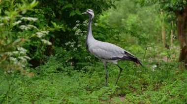 Demokiselle Crane ve Anthropoides başak kuşları gün boyunca açık yeşil çayırlarda yaşarlar. Orta Avrupa 'da bulunan bir turna türüdür.