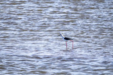 Portekiz, Avrupa 'daki Sado Estuary Doğal Rezervi' nde siyah kanatlı stilt, Himantopus himantopus
