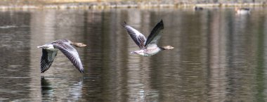 Anser anser, Anatidae familyasından Anatidae familyasından bir kaz türü. Burada havada uçuyor..