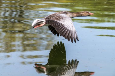 Anser anser, Anatidae familyasından Anatidae familyasından bir kaz türü. Burada havada uçuyor..