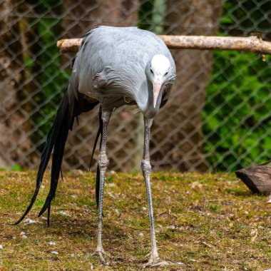 Grus paradisea, Güney Afrika 'ya özgü nesli tükenmekte olan bir kuş türü. Güney Afrika 'nın ulusal kuşudur.