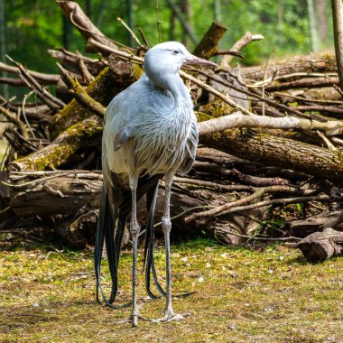 Grus paradisea, Güney Afrika 'ya özgü nesli tükenmekte olan bir kuş türü. Güney Afrika 'nın ulusal kuşudur.