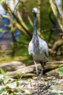 Demokiselle Crane ve Anthropoides başak kuşları gün boyunca açık yeşil çayırlarda yaşarlar. Orta Avrupa 'da bulunan bir turna türüdür.
