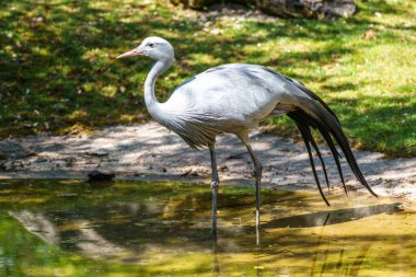 Grus paradisea, Güney Afrika 'ya özgü nesli tükenmekte olan bir kuş türü. Güney Afrika 'nın ulusal kuşudur.