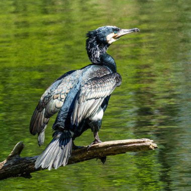 Kuzey yarımküre boyunca büyük siyah karabatak olarak bilinen büyük karabatak, Avustralya 'daki siyah karabatak ve Yeni Zelanda' nın daha güneyindeki siyah karabatak