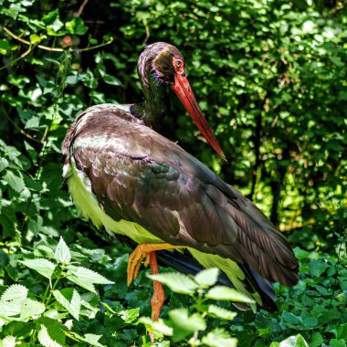 Kara leylek, Ciconia nigra leylek familyasından büyük bir kuş türü..