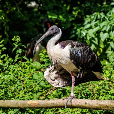 Saman boyunlu Ibis, Threskiornis spinicollis, Threskiornithidae familyasından bir kuş türü..