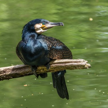Kuzey yarımküre boyunca büyük siyah karabatak olarak bilinen büyük karabatak, Avustralya 'daki siyah karabatak ve Yeni Zelanda' nın daha güneyindeki siyah karabatak