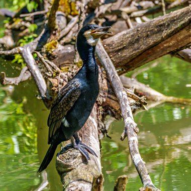 Kuzey yarımküre boyunca büyük siyah karabatak olarak bilinen büyük karabatak, Avustralya 'daki siyah karabatak ve Yeni Zelanda' nın daha güneyindeki siyah karabatak