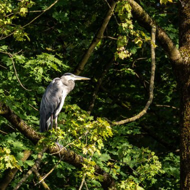 Gri balıkçıl, Ardea cinerea, büyük gri bir kuş ağaçta bir dalda oturuyor ve etrafa bakıyor, tüylü tüyler, büyük gagalı, başının arkasında uzun tüyler, vahşi doğadan bir sahne.