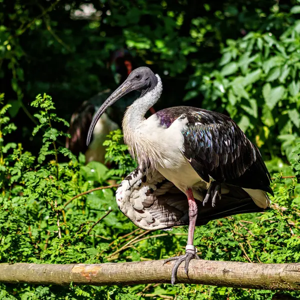 Saman boyunlu Ibis, Threskiornis spinicollis, Threskiornithidae familyasından bir kuş türü..