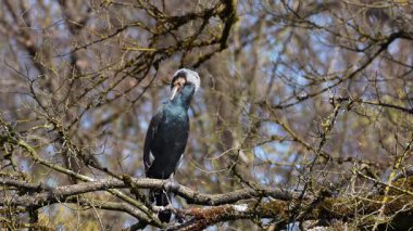 Kuzey yarımküre boyunca büyük siyah karabatak olarak bilinen büyük karabatak, Avustralya 'daki siyah karabatak ve Yeni Zelanda' nın daha güneyindeki siyah karabatak