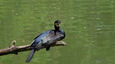 Kuzey yarımküre boyunca büyük siyah karabatak olarak bilinen büyük karabatak, Avustralya 'daki siyah karabatak ve Yeni Zelanda' nın daha güneyindeki siyah karabatak