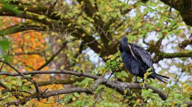 Kuzey yarımküre boyunca büyük siyah karabatak olarak bilinen büyük karabatak, Avustralya 'daki siyah karabatak ve Yeni Zelanda' nın daha güneyindeki siyah karabatak