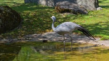 Grus paradisea, Güney Afrika 'ya özgü nesli tükenmekte olan bir kuş türü. Güney Afrika 'nın ulusal kuşudur.