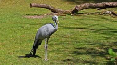 Grus paradisea, Güney Afrika 'ya özgü nesli tükenmekte olan bir kuş türü. Güney Afrika 'nın ulusal kuşudur.