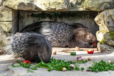 Hint armalı kirpi (