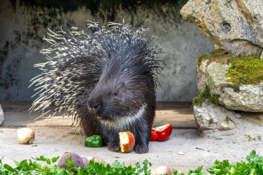 Hint armalı kirpi (