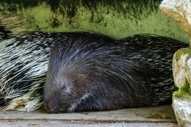 Hint armalı kirpi (