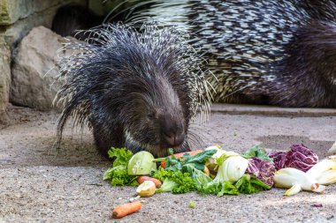 Hint armalı kirpi (