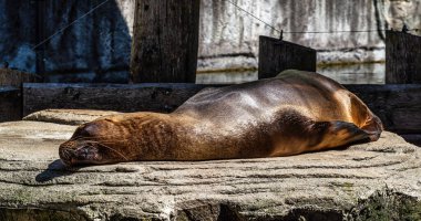 Güney Amerika deniz aslanı, Otaria flavescens, eski adıyla Otaria byronia, Güney Denizi Aslanı ve Patagonya deniz aslanı olarak da bilinir.