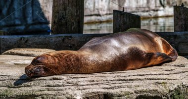 Güney Amerika deniz aslanı, Otaria flavescens, eski adıyla Otaria byronia, Güney Denizi Aslanı ve Patagonya deniz aslanı olarak da bilinir.