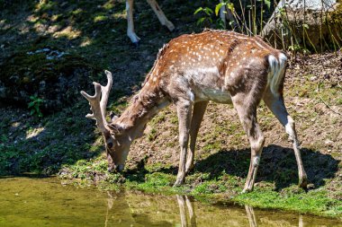 Fallow deer, Dama mezopotamya, Cervidae familyasından bir memeli türü..