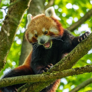 Kırmızı panda, Ailurus fulgens, daha küçük panda ve kırmızı kedi ayı olarak da bilinir..