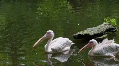 Büyük Beyaz Pelikan (