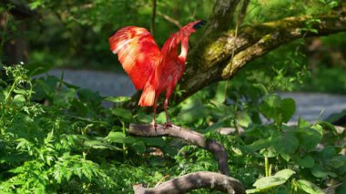 Kızıl aynak, Eudocimus ruber, Threskiornithidae familyasından bir kuş, kabuklu deniz ürünlerinin kırmızımsı renklerine hayran kalmıştır.
