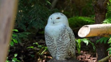 Karlı baykuş, Bubo skandiacus, Strigidae ailesinin kuşu. Sarı gözlü.