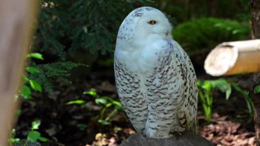 Karlı baykuş, Bubo skandiacus, Strigidae ailesinin kuşu. Sarı gözlü.